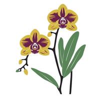 Orchid flowers on a white background vector