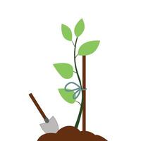 Young plant supported by a wooden stake with a tied string and a shovel in soil on a white background vector