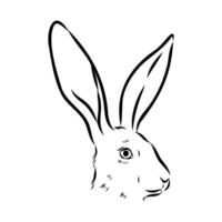 the head of the eared Abyssinian rabbit sketch vector