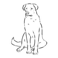 kangal Turkish shepherd sketch vector