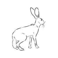 Big-eared Abyssinian rabbit sketch vector