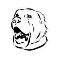 sketch of the head of an Anatolian shepherd guard dog vector
