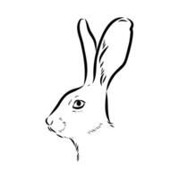 A black and white drawing of a rabbit's head vector