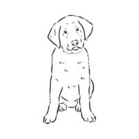the Anatolian shepherd puppy vector