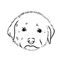 sketch of the head of an Anatolian Shepherd puppy vector