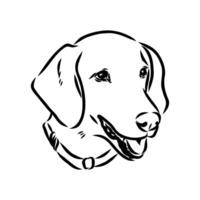The head of an American Foxhound drawing vector