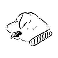 the dog is an Anatolian Shepherd sketch vector
