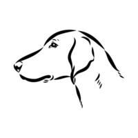 head profile of an American Foxhound sketch vector