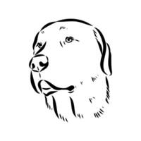 sketch of the head of the guard Anatolian shepherd Kangala vector
