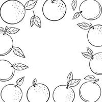 orange fruit line art background with copy space vector