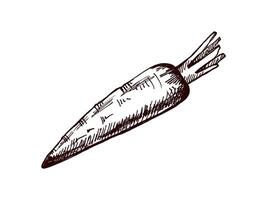Hand drawn vintage sketch of a rustic carrot with texture vector