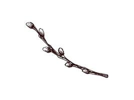 Hand drawn vintage sketch of an Easter willow branch with buds vector