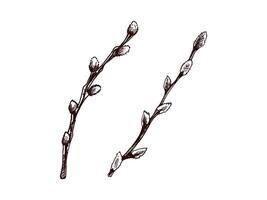 Vintage easter botanical hand drawn willow branches sketch set vector