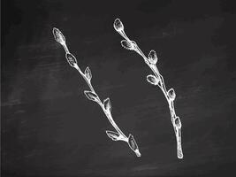 Hand drawn chalkboard style willow branches with buds for Easter and spring design vector