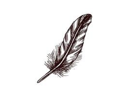 Hand drawn vintage sketch of a detailed feather with texture vector
