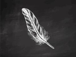 Hand drawn vintage chalk sketch of a feather on chalkboard vector