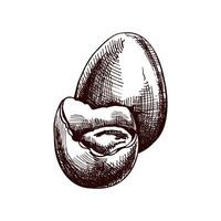 Hand drawn vintage sketch of an Easter egg with broken shell vector