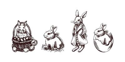 Vintage easter bunny hand drawn sketch set vector