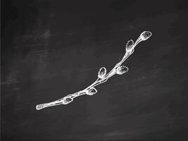 Hand drawn vintage chalk sketch of an Easter willow branch on chalkboard vector