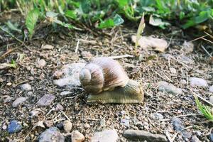 Helix pomatia, Roman snail outdoors in a summer park photo