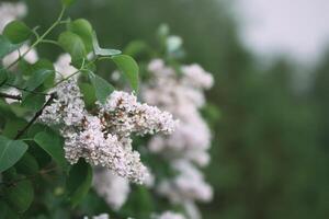 Syringa vulgaris blooming plant. Fragrant lilac bush in the spring garden in countryside. photo