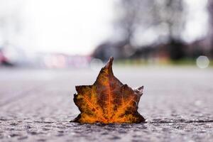 Close up of colorful autumn leaf on textured ground with blurred background bokeh photo