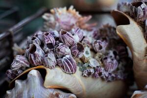 Close up of barnacle encrusted seashell with textured patterns photo