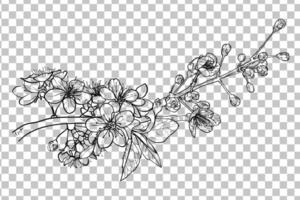 Hand drawn line art branch of cherry blossoms. Black outline with fine details. Elegant spring flowers for print and online design projects. Easy to edit, ready to be used vector