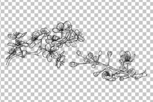 Hand drawn two branches of cherry blossoms. Black outline with fine details. Elegant spring flowers for print and online design projects. Easy to edit, ready to be used vector