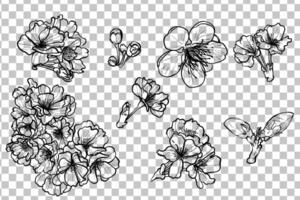 Hand drawn cherry blossoms blooms. Black outline with fine details. Elegant spring flowers for print and online design projects. Easy to edit, ready to be used vector