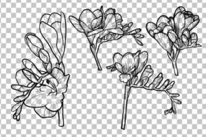 Hand drawn freesia flowers set. Black spring flowers isolated with flowers, buds on stems. Black outline, no fill, with fine details. vector