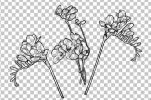 Hand drawn freesia flowers set. Line art spring flowers isolated with flowers, buds on stems. Black outline, no fill, with fine details. vector