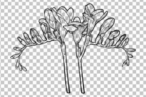 Hand drawn freesia flower. Spring flower isolated with flowers, buds on stems. Black outline, no fill, with fine details. vector