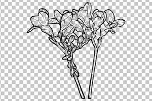 Hand drawn freesia flower. Spring flowers isolated with flowers, buds on stems. Black outline, no fill, with fine details. vector