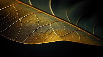 patterns abstract leaf photo