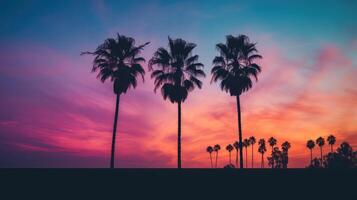 sunsky palm tree photo