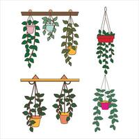Hanging Plants That Wow Unusual Varieties To Try Today vector