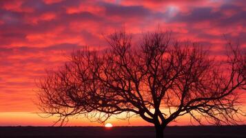 dramatic apple tree silhouette photo