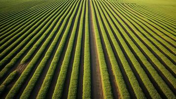furrows plant lines photo