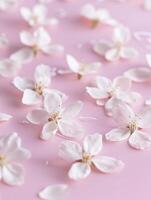 Serene cherry blossom petals flat lay on pastel pink background for elegant design photo