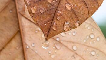 Crystal Dew Drop Resting on Green Leaf Macro photo