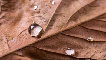 Dew Drop Resting on Green Leaf photo