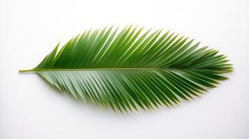 composition palm leaf white background photo