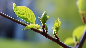 spring coming soon green photo
