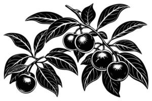 Elegant Black and White Illustration of Fruit Branch with Leaves vector