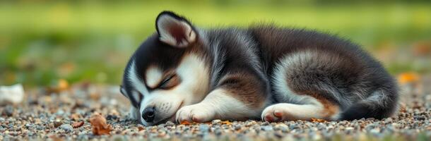 Sleeping husky puppy resting peacefully on gravel in a serene outdoor setting during daylight hours photo
