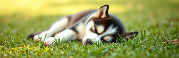 Adorable husky puppy peacefully sleeping on the grass in a sunny park during the afternoon photo