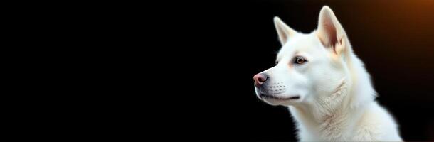 White dog with distinctive features gazes thoughtfully against a dark background during a quiet moment photo