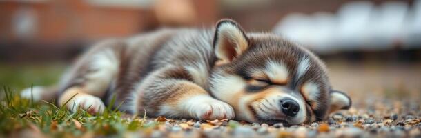 Cute puppy sleeps peacefully on the grass in a sunny garden during a warm afternoon photo