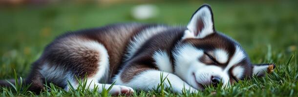 Cute husky puppy peacefully sleeping on green grass during a sunny afternoon in a serene outdoor setting photo